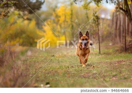 Young german shepherd dog running Young german shepherd dog running 94664666