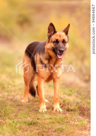 Adorable German shepherd standing in the grass Adorable German shepherd standing in the grass 94664667