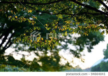 Autumn leaves of zelkova begin 94664841