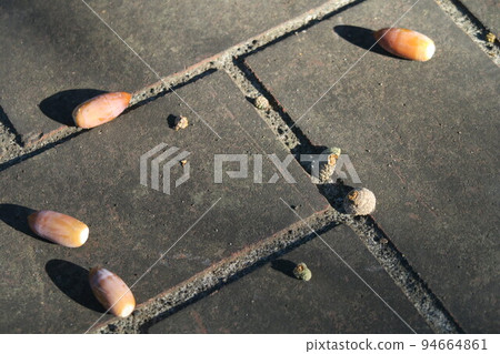 acorn that fell to the ground 94664861