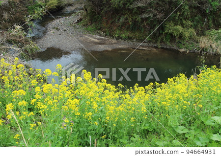 河邊盛開的油菜花 河邊盛開的油菜花 94664931
