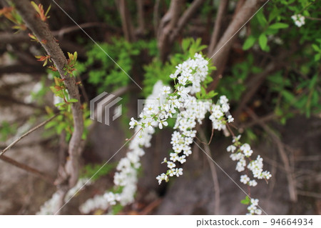 小白柳花 小白柳花 94664934