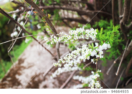 cute willow flower 94664935