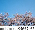 Cherry tree and blue sky 94665167
