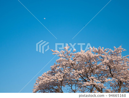 Cherry tree, blue sky and moon Cherry tree, blue sky and moon 94665168