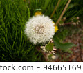 Dandelion fluff 94665169