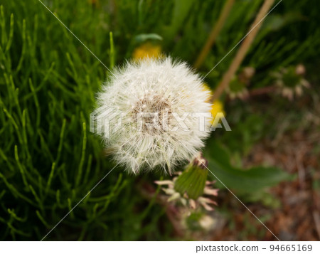 Dandelion fluff Dandelion fluff 94665169