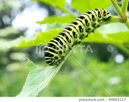 Papilio machaon larva, caterpillar Papilio machaon larva, caterpillar 94665217