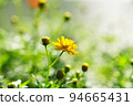 Yellow cosmos 94665431