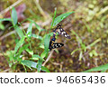 Mating Copanthopper 94665436