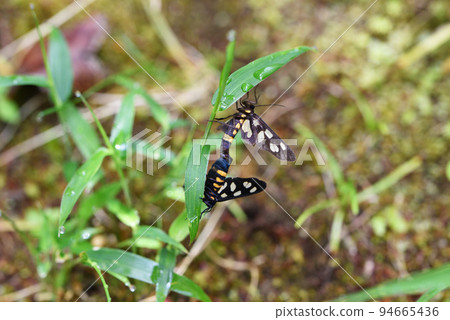 交配Copanthopper 94665436