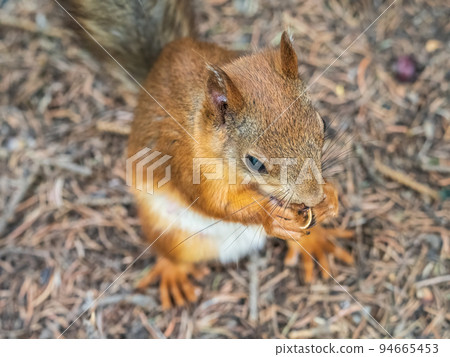 Squirrel in autumn or spring with nut on the green grass with fallen yellow leaves Squirrel in autumn or spring with nut on the green grass with fallen yellow leaves 94665453