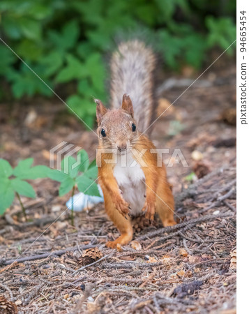 Squirrel in autumn or spring with nut on the green grass with fallen yellow leaves 94665454