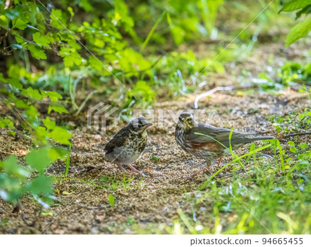 Thrush fieldfare, Turdus pylaris, feeds the chick with earthworms on the ground. An adult chick left the nest but his parents continue to take care of him. Thrush fieldfare, Turdus pylaris, feeds the chick with earthworms on the ground. An adult chick left the nest but his parents continue to take care of him. 94665455