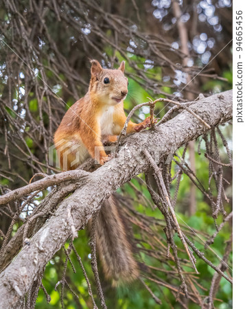 The squirrel sits on a branches in the spring or summer. The squirrel sits on a branches in the spring or summer. 94665456