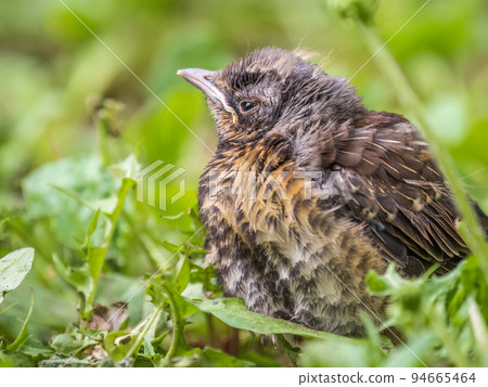 A fieldfare chick, Turdus pilaris, has left the nest and sitting on the spring lawn. A fieldfare chick sits on the ground and waits for food from its parents. A fieldfare chick, Turdus pilaris, has left the nest and sitting on the spring lawn. A fieldfare chick sits on the ground and waits for food from its parents. 94665464