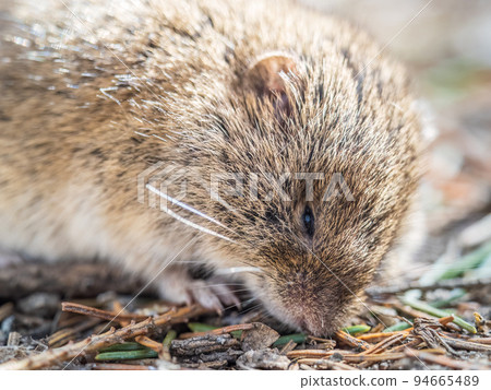 A closeup of a Common vole, Microtus arvalis, on the ground with a blurry background A closeup of a Common vole, Microtus arvalis, on the ground with a blurry background 94665489