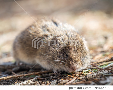 A closeup of a Common vole, Microtus arvalis, on the ground with a blurry background A closeup of a Common vole, Microtus arvalis, on the ground with a blurry background 94665490