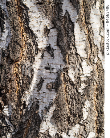 The texture of the birch bark. Birch bark background 94665496