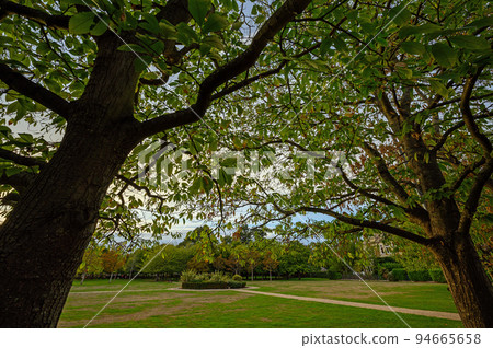 A small park with paths leading across a lawn. Seasonal view taken in late summer or early fall (autumn). Wide angle scene framed by trees. A small park with paths leading across a lawn. Seasonal view taken in late summer or early fall (autumn). Wide angle scene framed by trees. 94665658
