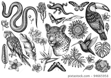 Tropical animals vintage vector illustrations collection. Black and white leopard, snake, lizard, hummingbird, toucan, scarlet macaw, rajah brooke's birdwing, african giant swallowtail, monstera 94665958