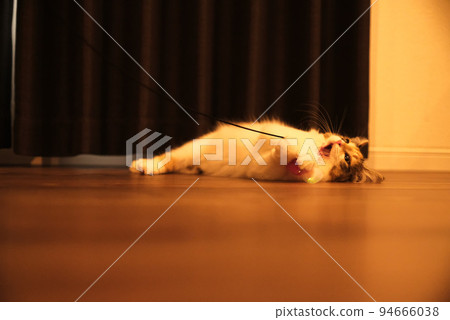kitten with open mouth kitten with open mouth 94666038