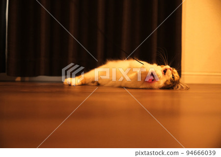 Pretty kitten 94666039