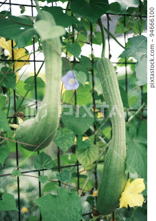 A splendid bitter gourd on the roadside A splendid bitter gourd on the roadside 94666100