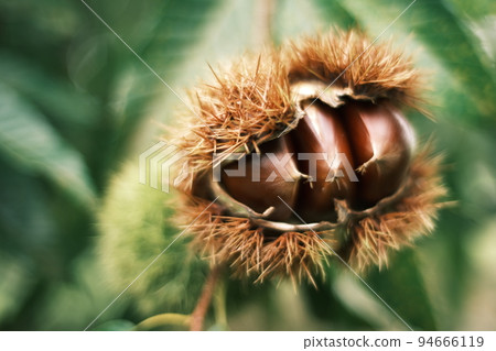 Autumn taste chestnut Autumn taste chestnut 94666119