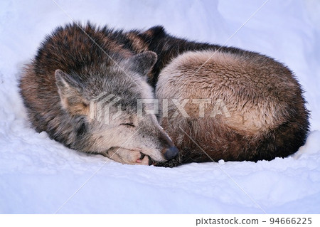 Asahiyama Zoo in Winter/Timber Wolves (Asahikawa City, Hokkaido) 94666225