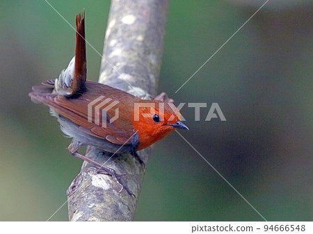 羅賓_20120526_1651 羅賓_20120526_1651 94666548