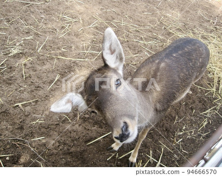 A fawn that can't get enough food and is spoiled 94666570