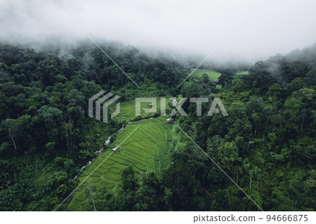 rice field in the morning in asia 94666875