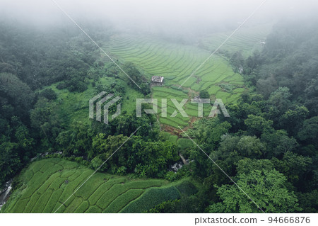 rice field in the morning in asia 94666876