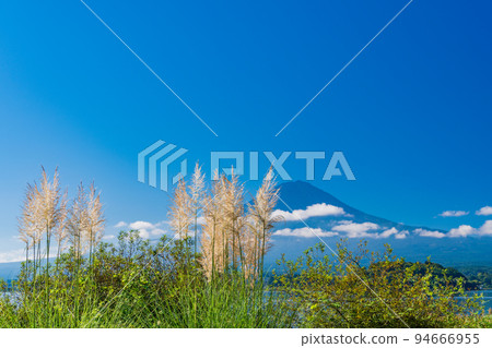 (山梨縣)河口湖畔的蒲葦和富士山 (山梨縣)河口湖畔的蒲葦和富士山 94666955
