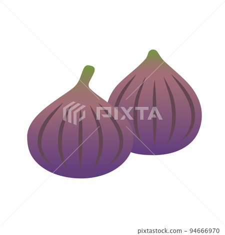 Vector illustration of figs Vector illustration of figs 94666970