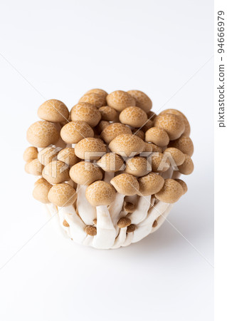 Bunashimeji 94666979