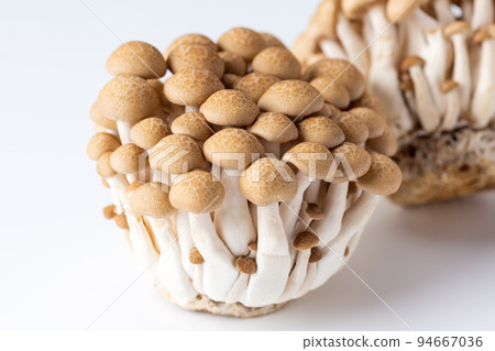 Bunashimeji 94667036