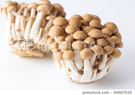 Bunashimeji 94667038