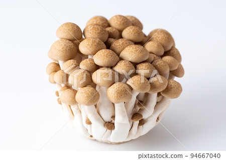 Bunashimeji 94667040