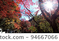 Autumn leaves 94667066