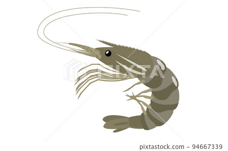 Shrimp vector illustration material before heating with three-dimensional effect Shrimp vector illustration material before heating with three-dimensional effect 94667339