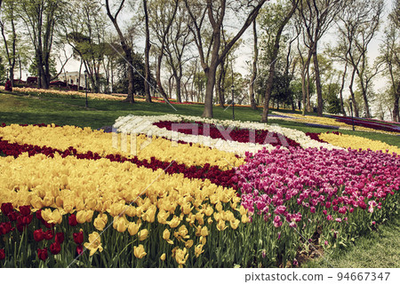 Colorful Tulips At Emirgan Park, Istanbul Colorful Tulips At Emirgan Park, Istanbul 94667347
