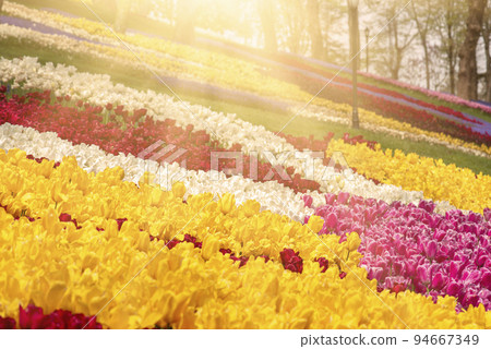 Colorful Tulips At Emirgan Park, Istanbul Colorful Tulips At Emirgan Park, Istanbul 94667349