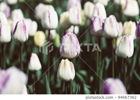 Multicolored tulip flowers 94667362