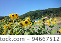summer sunflowers 94667512