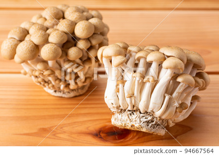 Bunashimeji 94667564