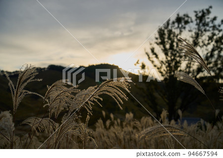 Autumn scenery, pampas grass meadow Autumn scenery, pampas grass meadow 94667594