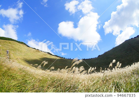秋天的風景，蒲葦草甸 94667835