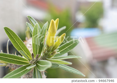 Gracilis, a tuberous plant with yellow flowers in early summer 94667946